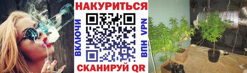 Шишки марихуана сатива  Уяр 
